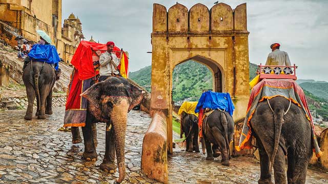 Jaipur Elephant Safari