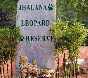 jhalana leopard reserve