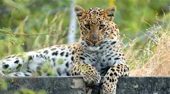 Jhalana Leopard Reserve