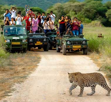 leopard-safari-jhalana