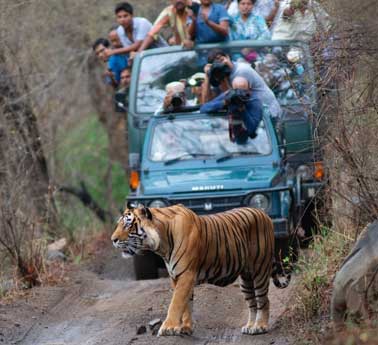 ranthambore park